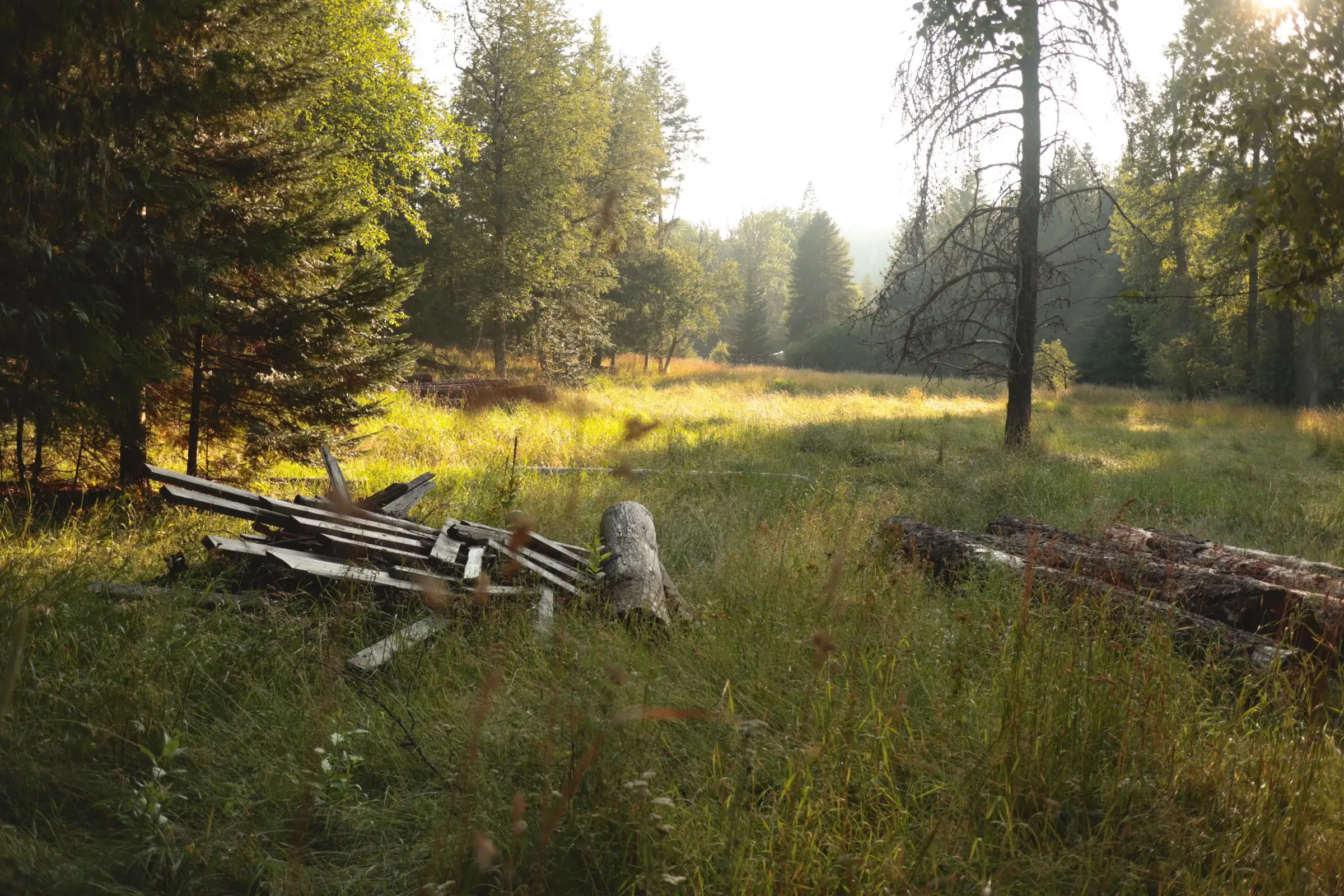 A quiet forest clearing in soft morning light, tall grass edged by pine trees.